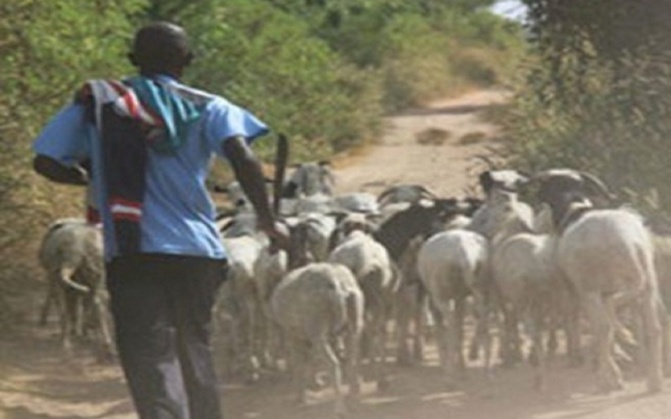 Sédhiou - vol de bétail assorti de mort d’homme…Le Balantacounda dénonce une insécurité et réclame la libération des prévenus utochtone
