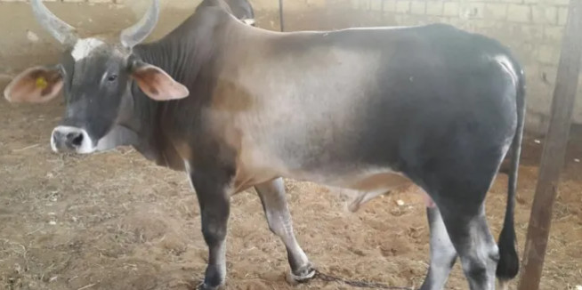 Grand Magal de Touba: 272 bœufs volés par des bandits armés