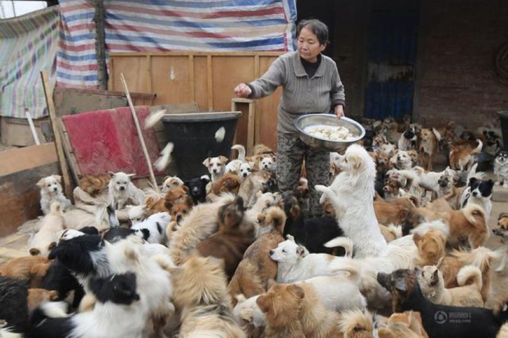 CHINE : elle nourrit 1300 chiens chaque matin