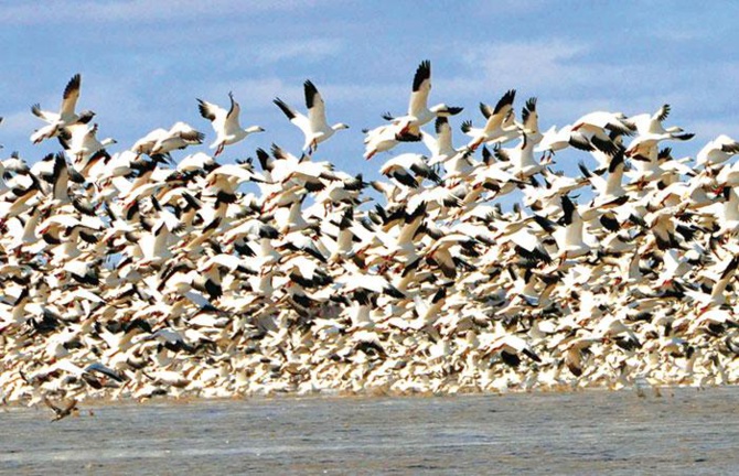 L’Association Nature Communautés Développement célèbre la Journée mondiale des oiseaux migrateurs