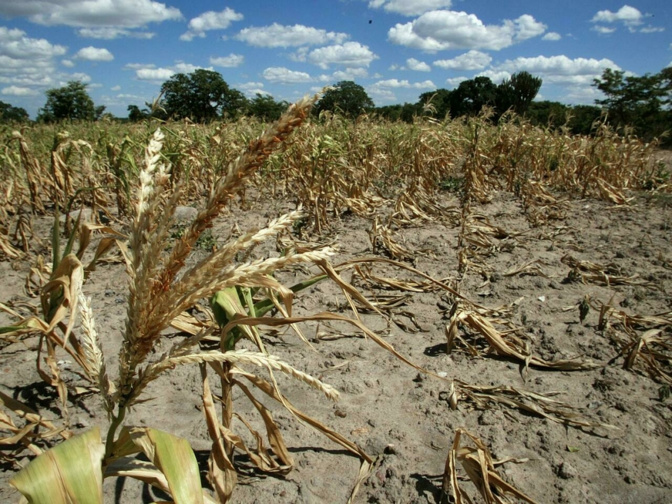 Déficit pluviométrique dans cette partie du Cayor : Les populations de Koul et de Mérina Dakhar, craignent la… famine