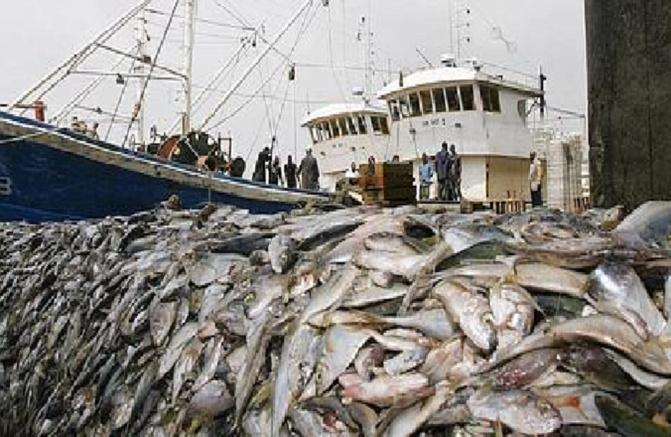 Crise des ressources halieutiques : Des acteurs de la pêche tirent sur la sonnette d’alarme