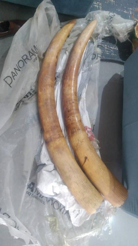 Criminalité faunique à Dakar : Arrestation d'un trafiquant de faune en possession de deux défenses d'éléphant et de 90 bijoux de luxe en ivoire sculpté