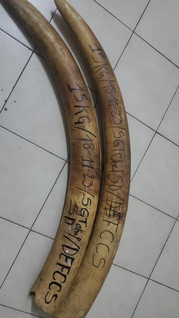 Criminalité Faunique à Dakar: Arrestation d'un trafiquant de faune en possession de deux défenses d'éléphant et de 90 bijoux de luxe en ivoire sculpté