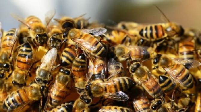 Les abeilles sèment la panique au village de Ndia