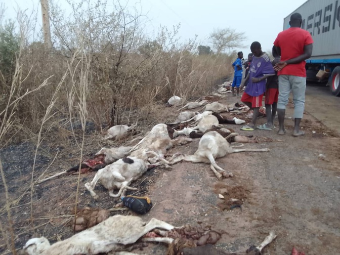 Ndoffane : Plus de 70 moutons tués par un bus