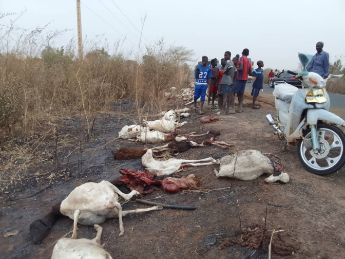 Ndoffane : Plus de 70 moutons tués par un bus