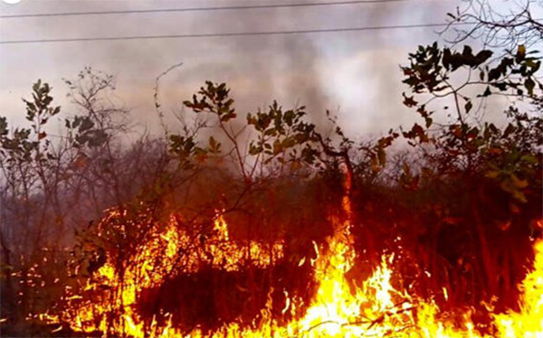Kédougou/ Ravages des feux de brousse à Saraya: 2 249 hectares de terres dévastés