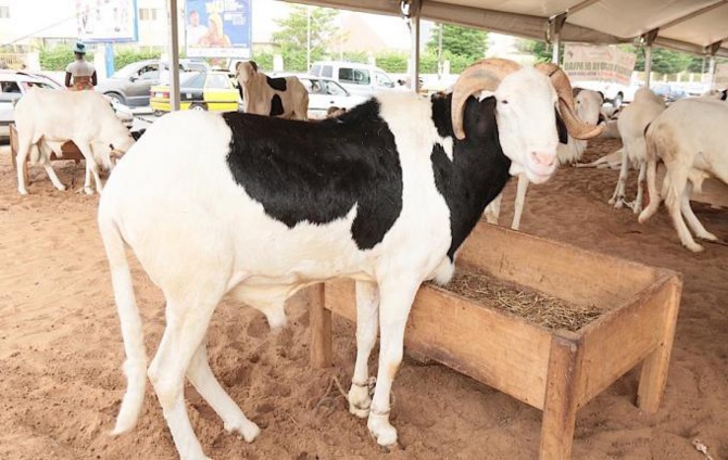 Les importations de moutons sont passées de 402 000 à 246 165 têtes