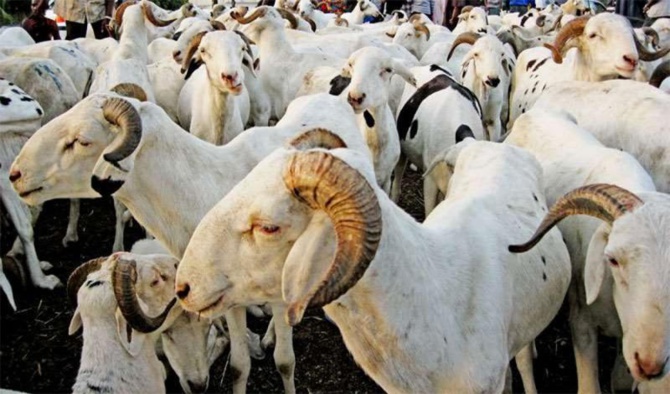 Tabaski : Le marché ”très bien” approvisionné en moutons (Officiel)