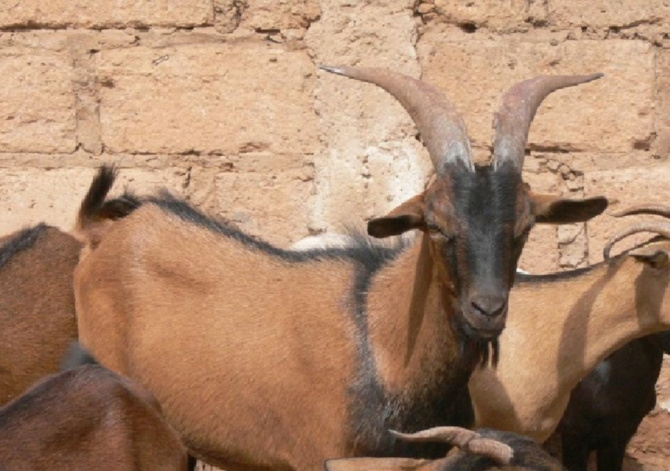 Pour vol d’une chèvre : Deux jeunes condamnés à deux mois de prison ferme