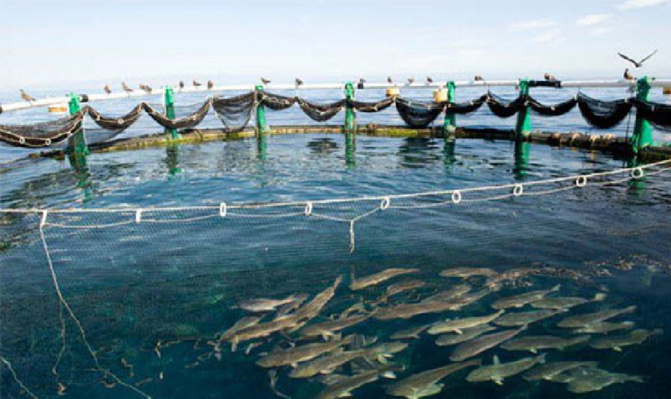 Aquaculture :  Le nouveau Dg de L’ANA déplore la faiblesse de la production nationale