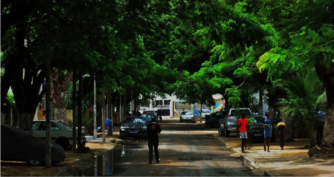 Zone B - La Rue Sans Soleil délestée de ses arbres :  Les habitants dénoncent un “massacre” urbain