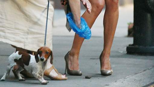 Des tests ADN contre les crottes de chien en rue