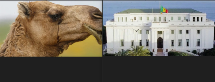 Un chameau mort au Palais : De la pure affabulation de personnes malveillantes