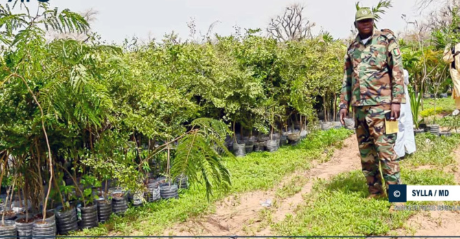 La ville de Touba ”fin prête” pour accueillir la Journée nationale de l’arbre