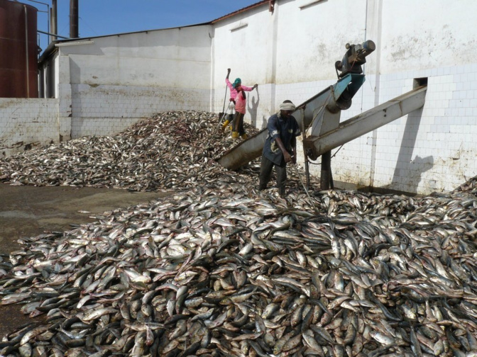 Un collectif en guerre contre une Usine de farine de poisson à Joal-Fadiouth : Quand Omega Fishing empoisonne l’air et la vie des habitants"