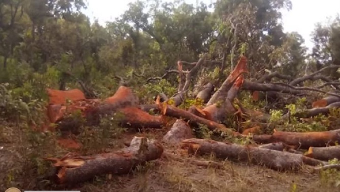 Casamance / Exploitation abusive du bois sur fond de conflit armé : Les populations locales obligées de s’aventurer dans des zones interdites