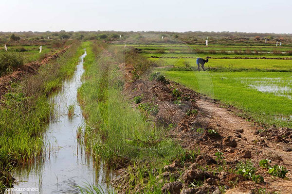 Révélations de la Saed : Près de 90% des périmètres irrigués emportés par les eaux à Bakel