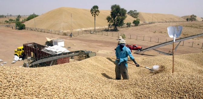 Commercialisation arachidière: 194 tonnes collectées à Sédhiou (DRDR)