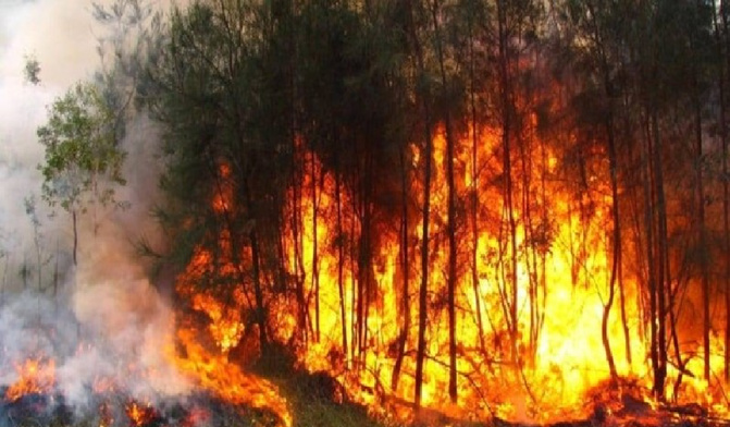 Recrudescence des feux de brousse : « 222 cas dans les régions de Tambacounda, Matam et Louga », annonce le Directeur des Eaux et Forêts