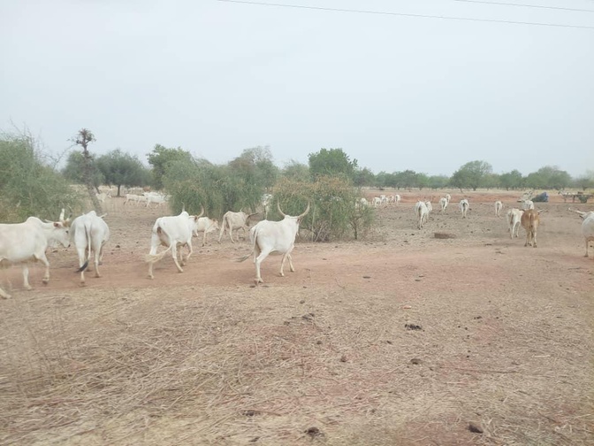 Vol de bétail : La Fao et le Sénégal mutualisent leurs efforts pour des réponses adéquates