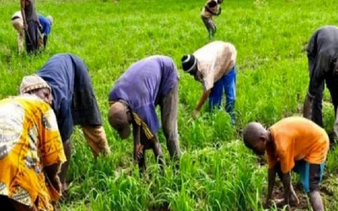 Kolda en modèle : Contre le chômage et l’émigration irrégulière, les populations de Sinthiang Ousmane font de la riziculture, leur cheval de bataille