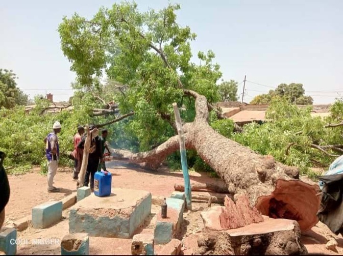 Kounkané : Grosse indignation après l'abattage d'un caïlcédrat centenaire pour un projet municipal