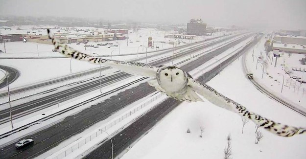 Un magnifique harfang des neiges filmé par une caméra de surveillance