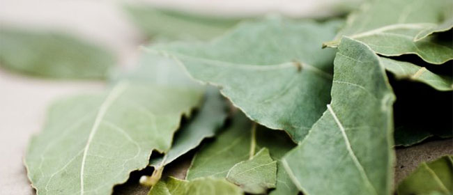 Les feuilles de lauriers pour récupérer un vêtement qui déteint