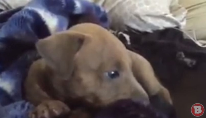 Regardez la réaction de ce chiot face à son maître qui pleurniche. Trop drôle !