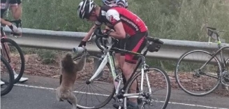 Assoiffé, un koala arrête un cycliste pour boire dans sa bouteille d'eau