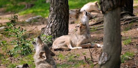 Des puces électroniques pour les loups du Gévaudan