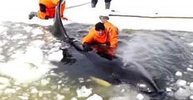 Les secours sauvent une famille d’orques coincée dans les glaces. Mais ce qui arrive au dernier épaulard est d’une tristesse absolue.