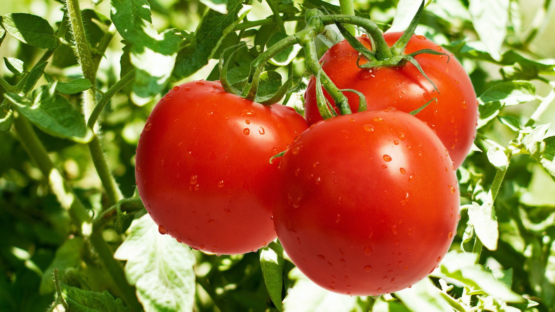 7 raisons valables et évidentes de manger des tomates de jour comme de nuit, le fruit parfait pour garder la ligne