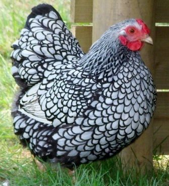 Une  race de poulets très rare