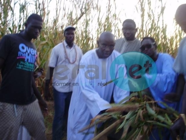 Samuel Sarr désigné par Serigne Cheikh Saliou Mbacké pour diriger les travaux champêtres de Lagane