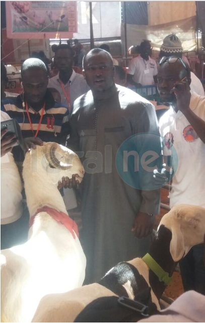 Salon de l’Elevage  à Touba : Le mouton Ladoum «Tapha» refusé  au lutteur Modou Lo au prix de 10 millions de F CFA…