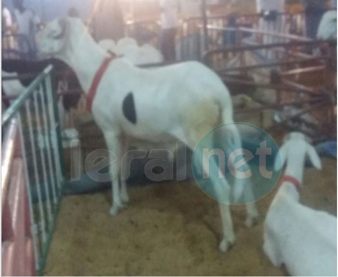 Salon de l’Elevage  à Touba : Le mouton Ladoum «Tapha» refusé  au lutteur Modou Lo au prix de 10 millions de F CFA…