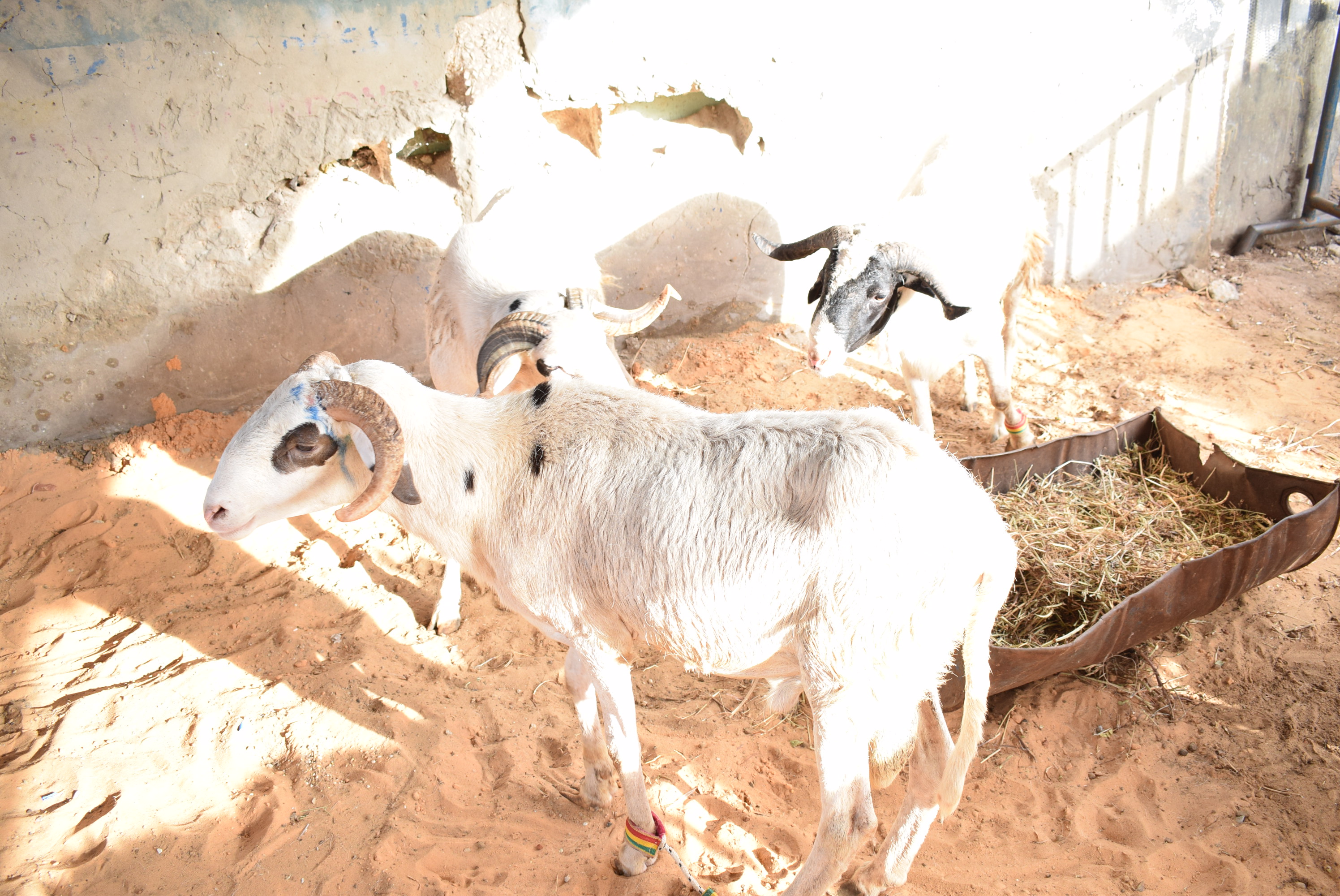 Opération Tabaski : Khadim Samb vous propose des moutons de race "toulaber" et ladoum pour fêter l'Aïd El Kebir