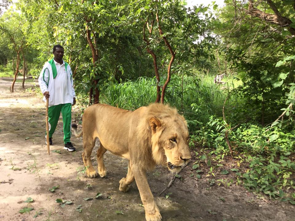 Images: Quand le ministre Mary Teuw Niane réussissait à dompter le roi de la forêt