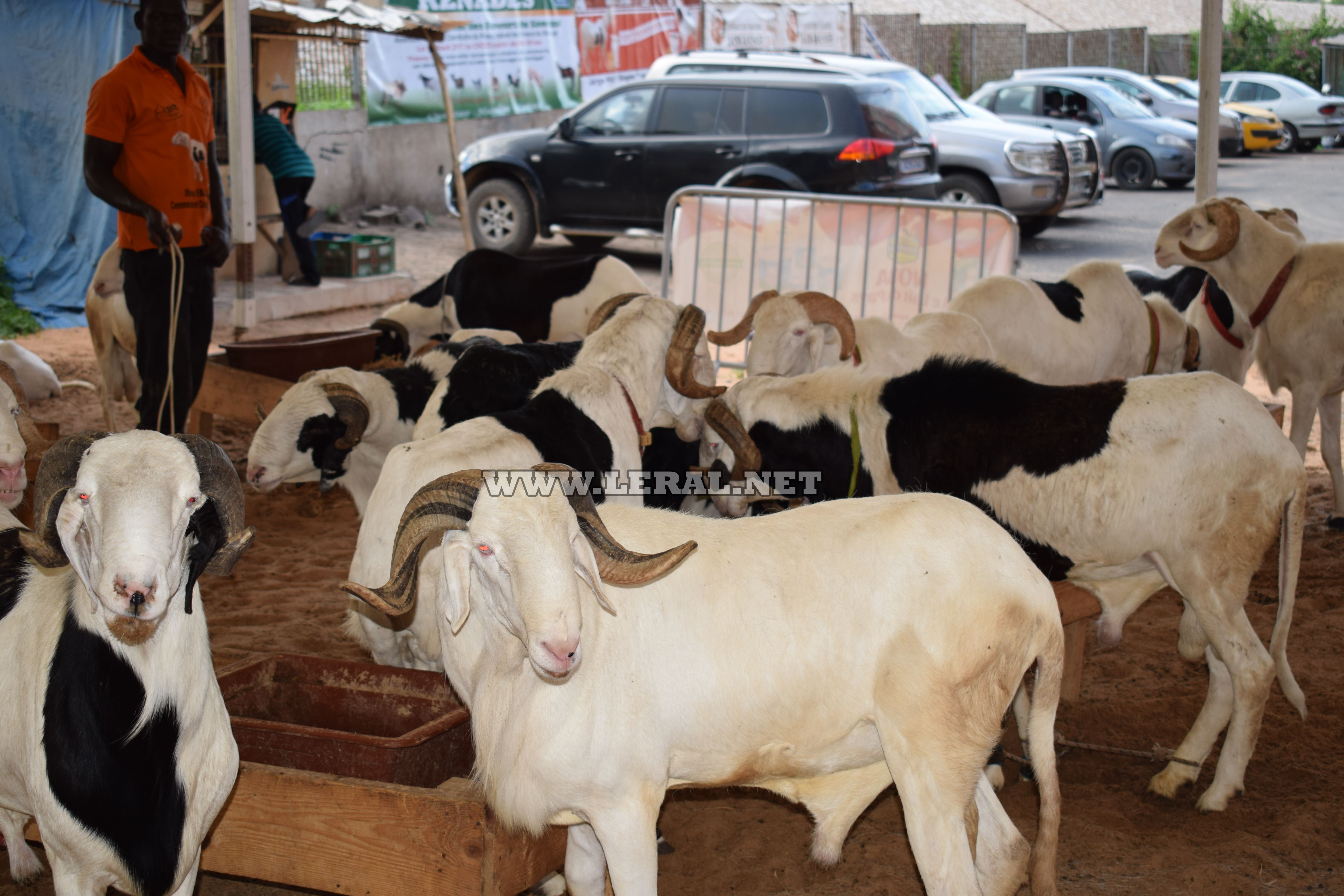 Opération Tabaski : Bergerie Khadim Rassoul vous propose des moutons de race "ladoum" 