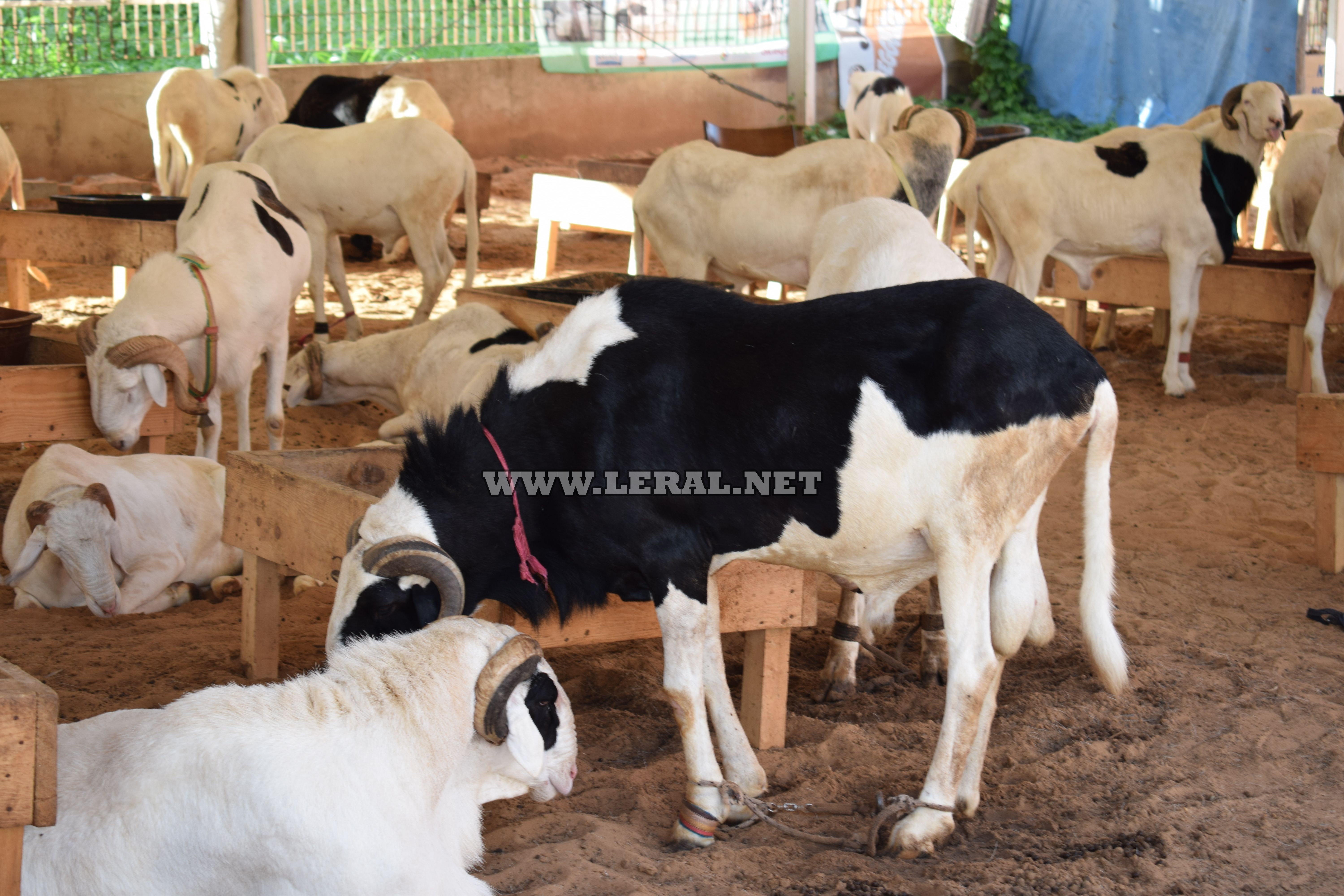 Opération Tabaski : Bergerie Khadim Rassoul vous propose des moutons de race "ladoum" 