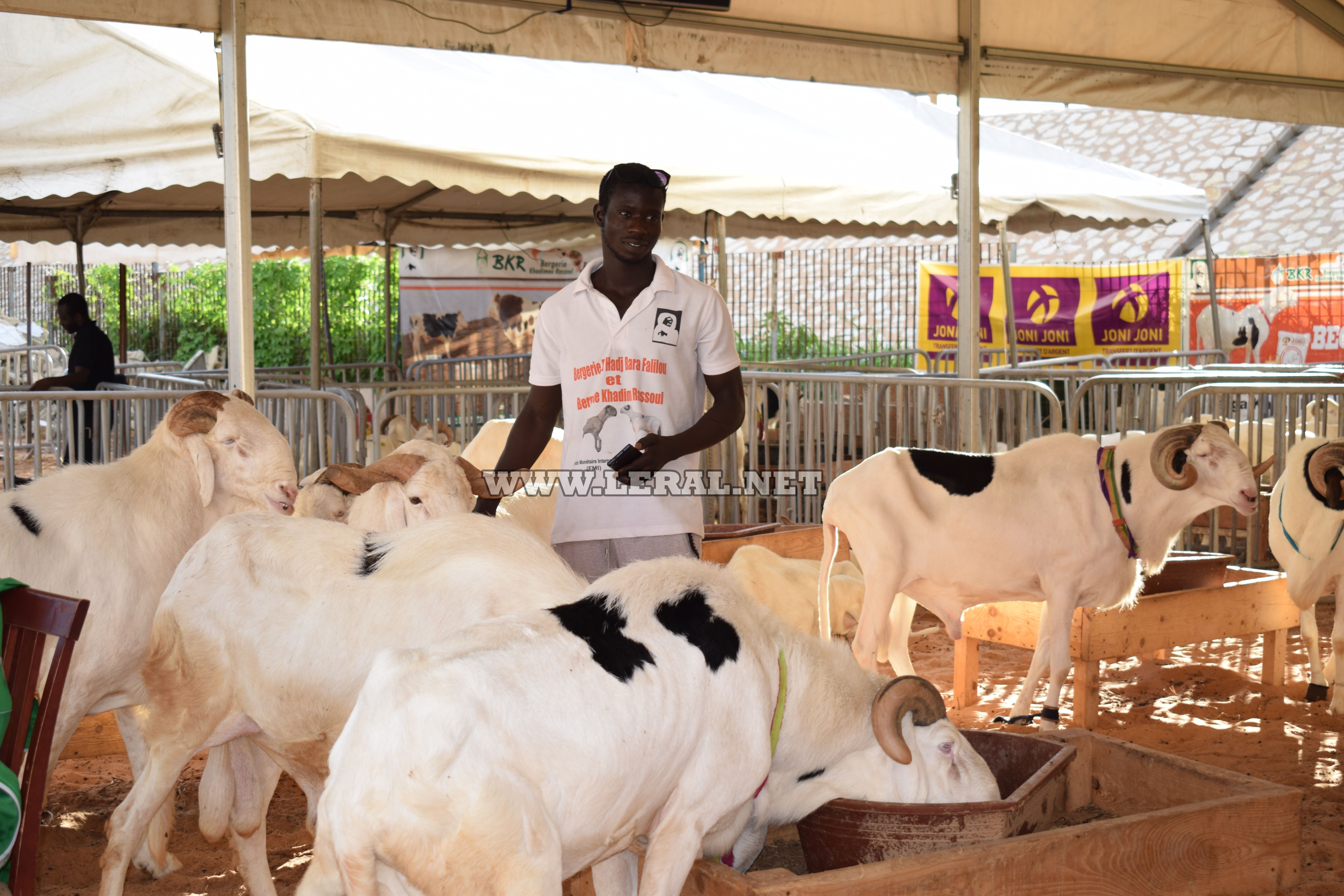 Opération Tabaski : Bergerie Khadim Rassoul vous propose des moutons de race "ladoum" 