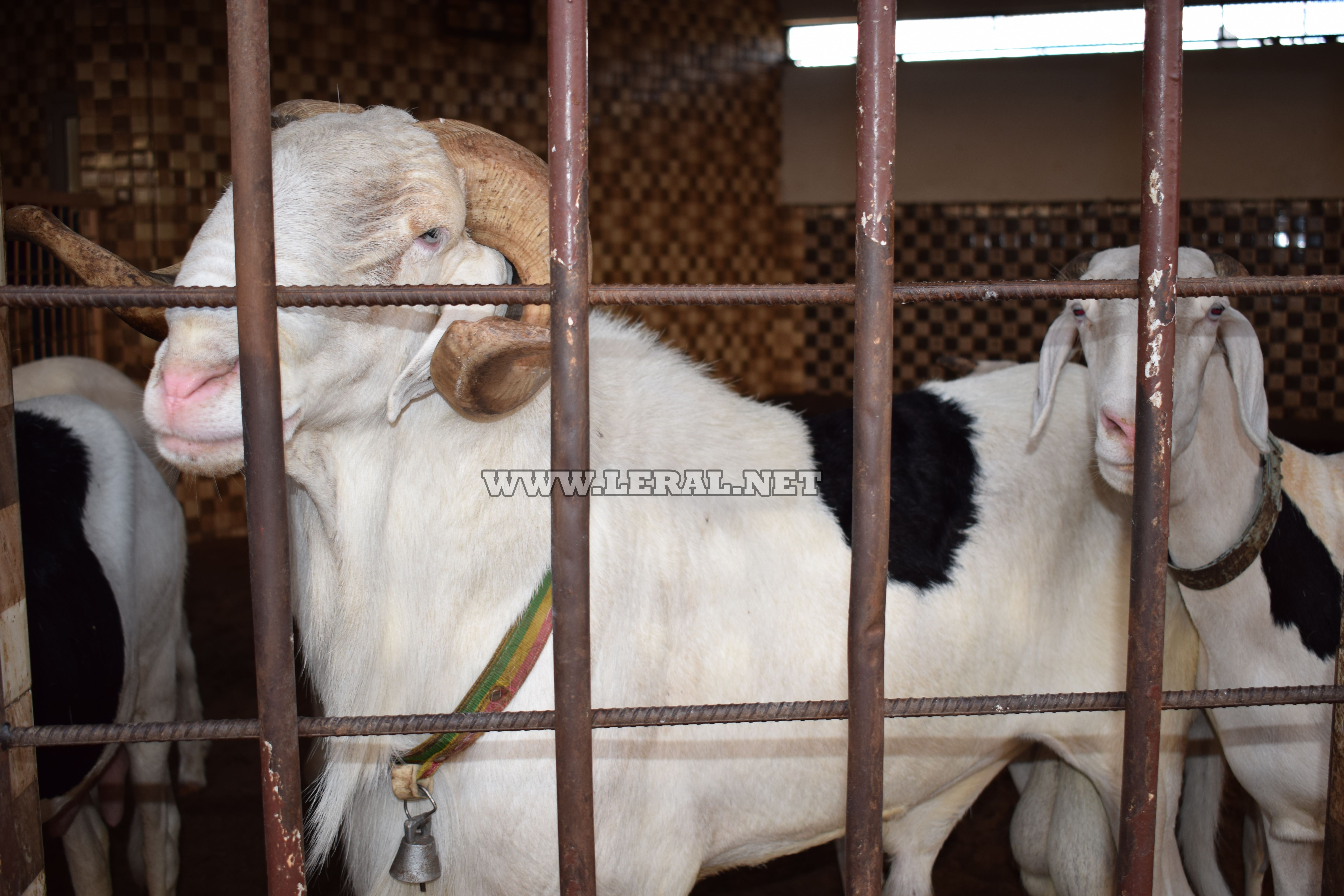 Opération Tabaski : Bergerie Khadim Rassoul vous propose des moutons de race "ladoum" 