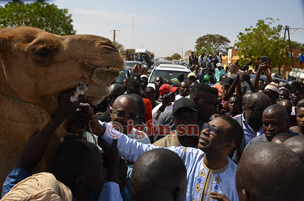 30 photos : Youssou Ndour honoré par les populations de Ndioum