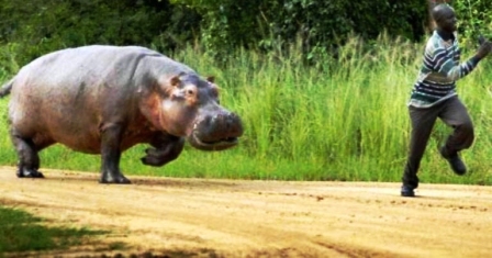 Hippopotame tué à Kédougou: le gouvernement reçoit une volée de bois vert