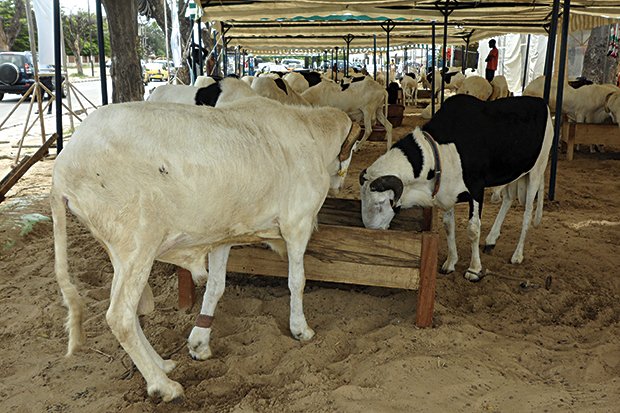 Recrudescence des vols de moutons « Ladoum »: Les éleveurs réclament des armes à feu