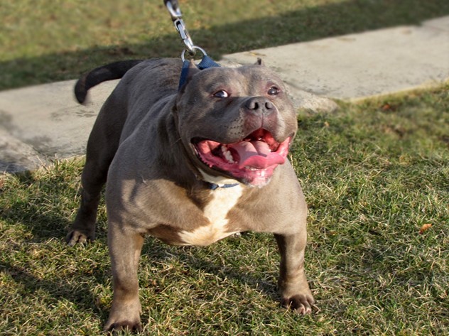 Pikine : un pitbull déchiquète un talibé, son propriétaire arrêté