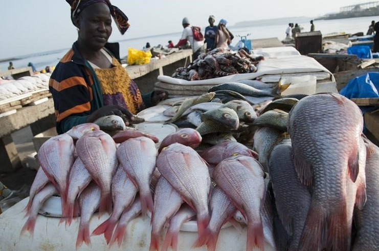 Exportation de farine de poisson: Greenpeace dénonce cette pratique